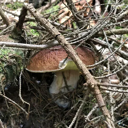 Farm stay Na Szlaku Zwardon