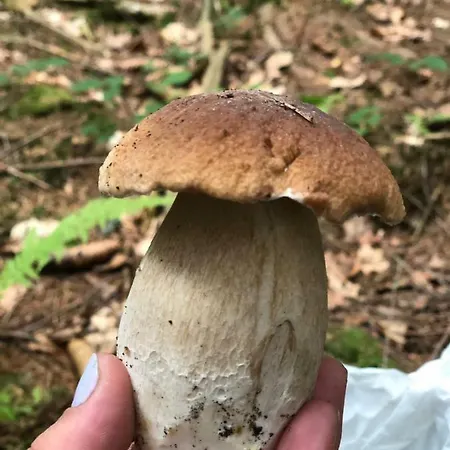 Фермерский дом Na Szlaku Звардонь