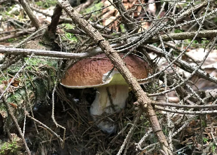 مزرعة للإقامة Na Szlaku Zwardoń