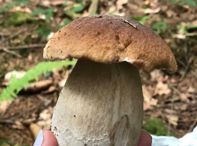 Çiftlik konaklama Na Szlaku Zwardoń